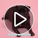 Adios Compostable Dog Poop Bags – 360 Count Extra Thick Leakproof Rolls