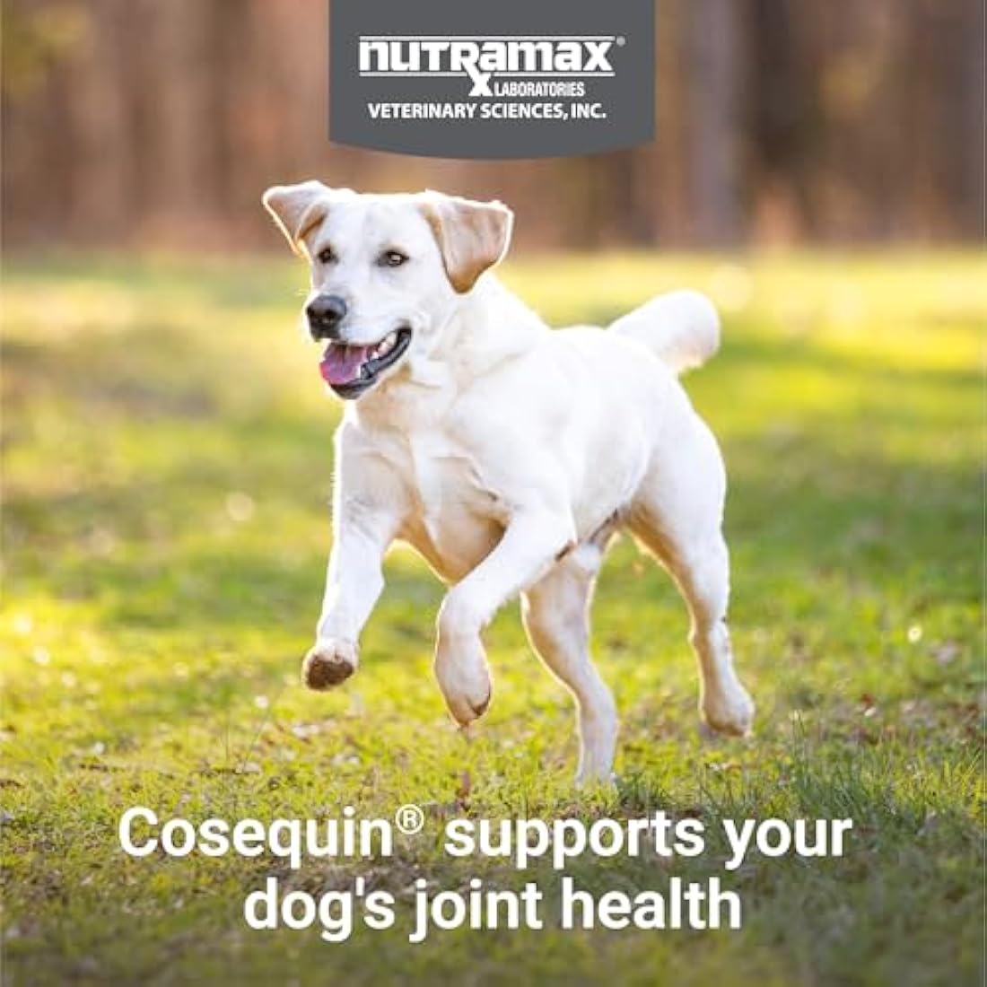 Nutramax Cosequin Joint Supplement with MSM, Glucosamine & Chondroitin