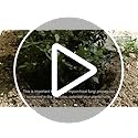 Rootgrow Mycorrhizal Fungi by Plantworks Ltd – RHS Endorsed, 360g