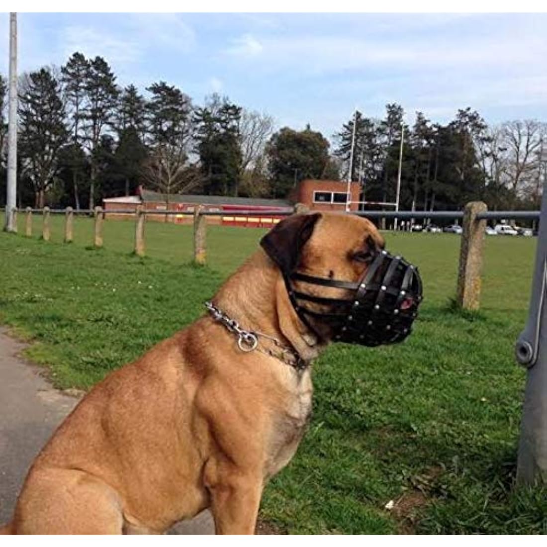 Jolof Store Genuine Leather Dog Muzzle for Bullmastiff – Brown (DB-3)