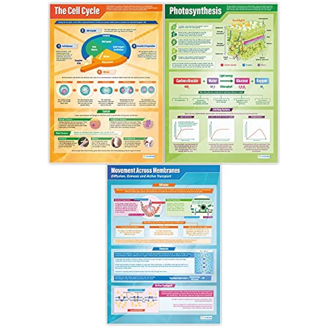 Daydream Education Biology Posters - Set of 13 A1 Science Charts