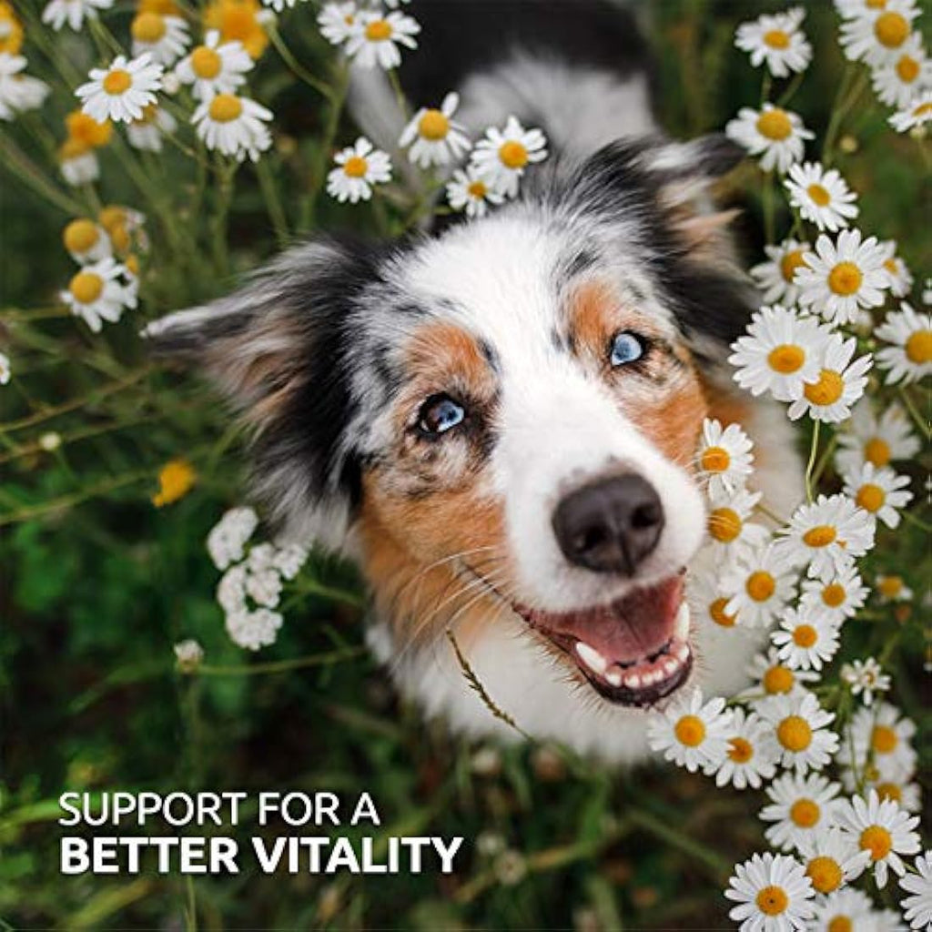 AniForte BARF Complete Dog Supplement – Natural Vitamins & Minerals, 1kg