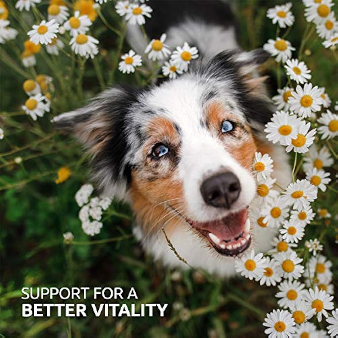 AniForte BARF Complete Dog Supplement – Natural Vitamins & Minerals, 1kg