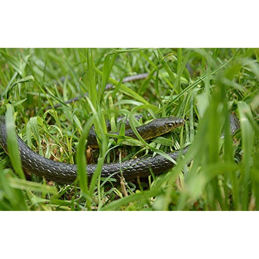 MAKFORT 1.3m Realistic Rubber Snake Toy – Flexible Prank Prop for Garden