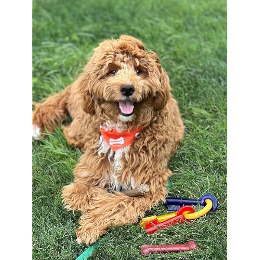 Nylabone Durable Dog Chew Toy – Beef Jerky Flavor Bone for Dogs Up to 16kg