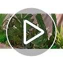 BEGONDIS Set of 3 Artificial Succulents with LED Lights in Wooden Box