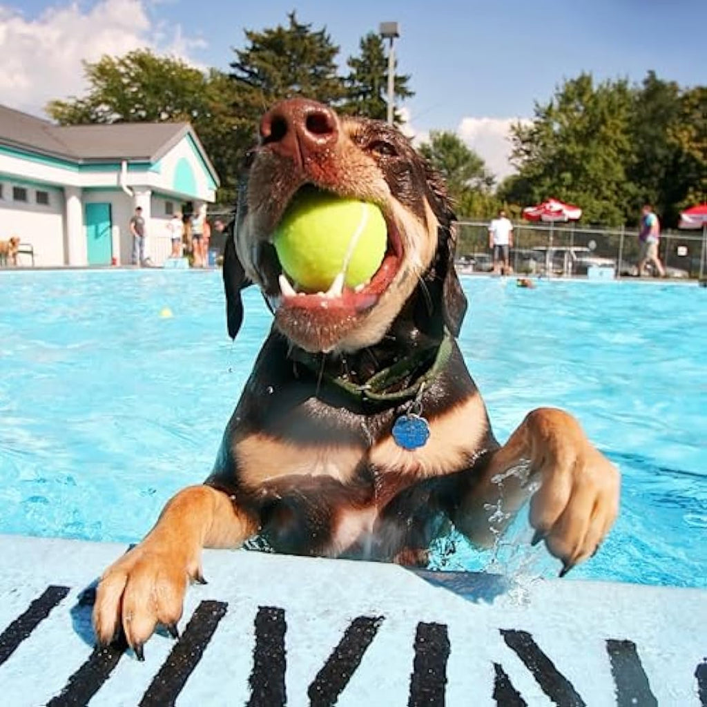 Indestructible Dog Tennis Balls – 20 Pack Durable Rubber Toys