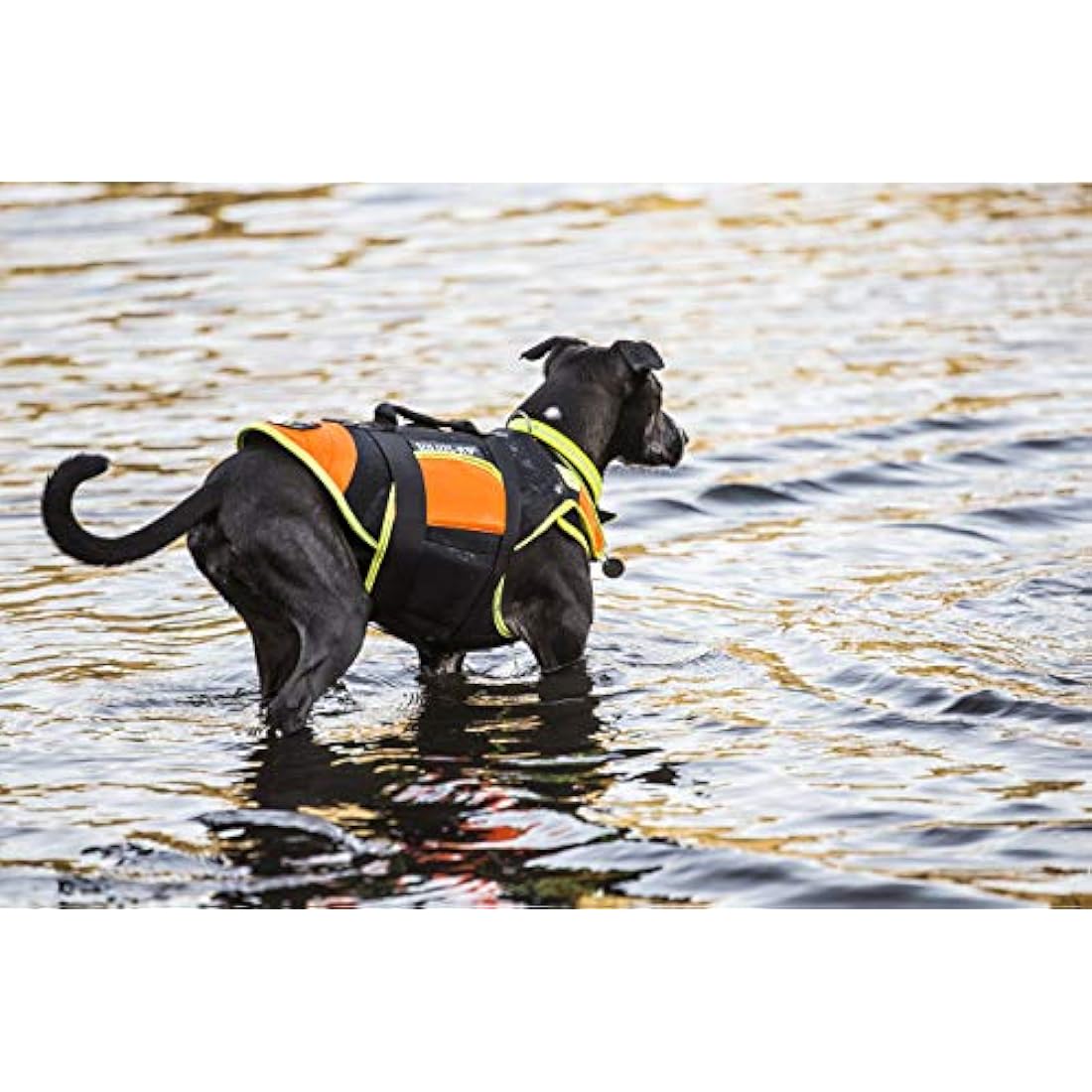 Julius-K9 IDC 3-in-1 Dog Vest | Swimming, Rehab & Winter Coat - Size L