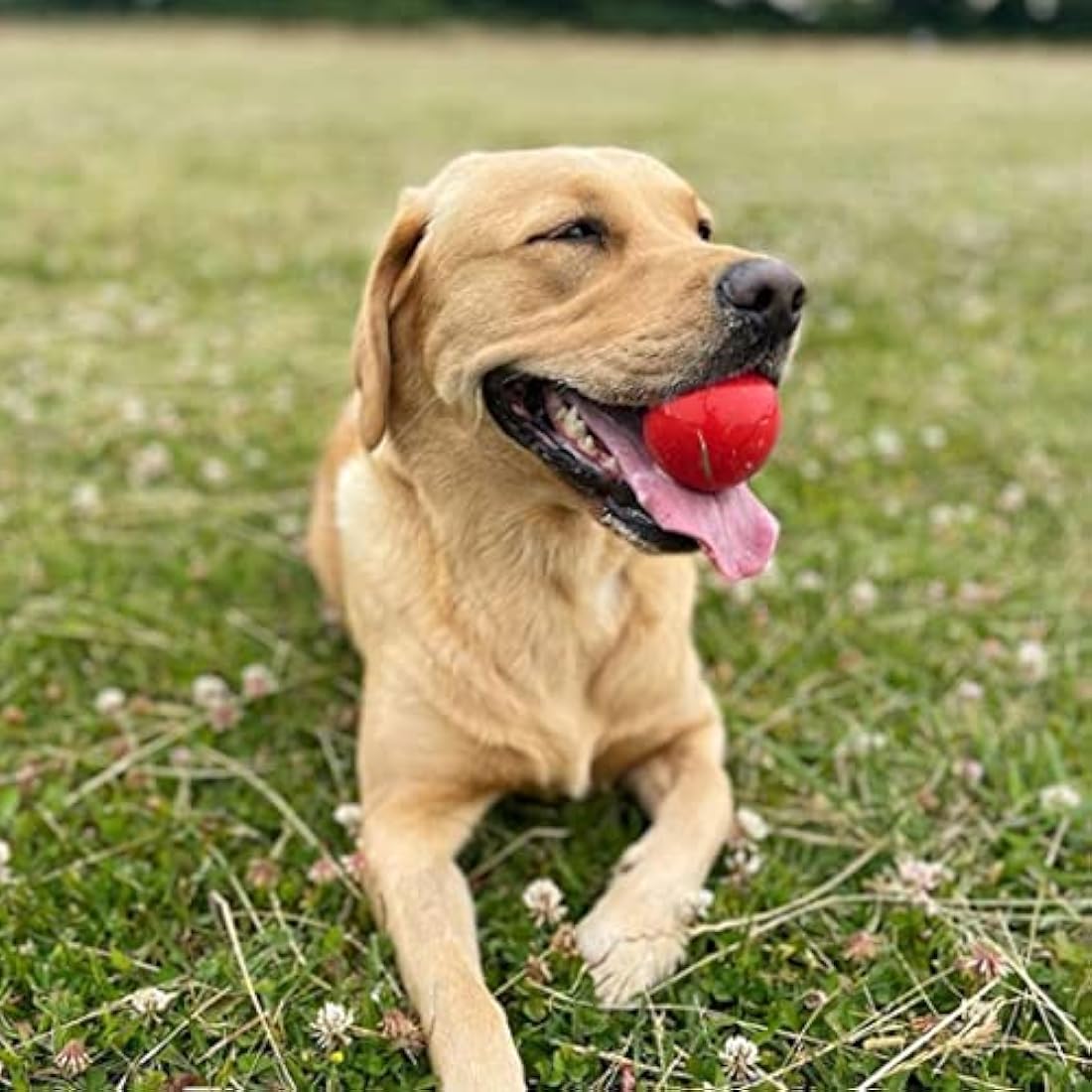 SPORTSPET Tough Bounce Natural Rubber Dog Balls - Durable 4 Pack (65mm)