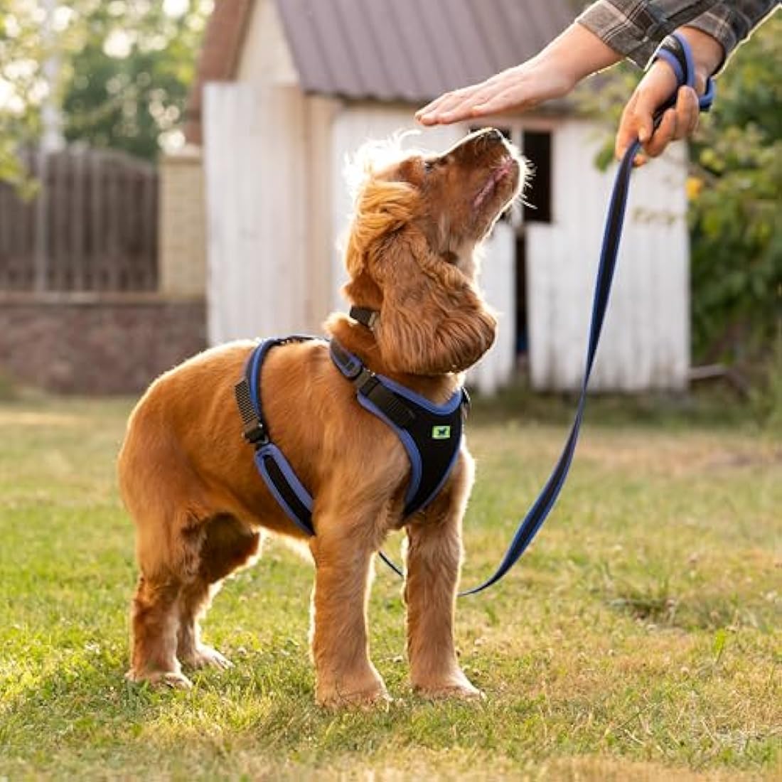 Ferplast Ergocomfort Medium Dog Harness - Padded Nylon, Blue |