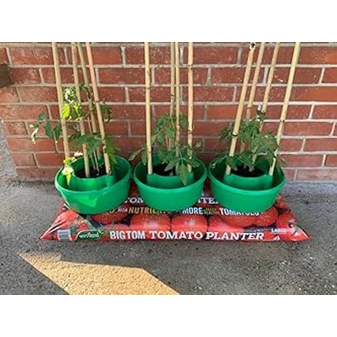 Jolof Store Plant Halo Self-Watering Pot and Crop Support System – Green