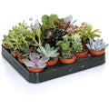 Jolof Store Live Succulent Plants – 20 Pack Indoor Air Purifying Plants