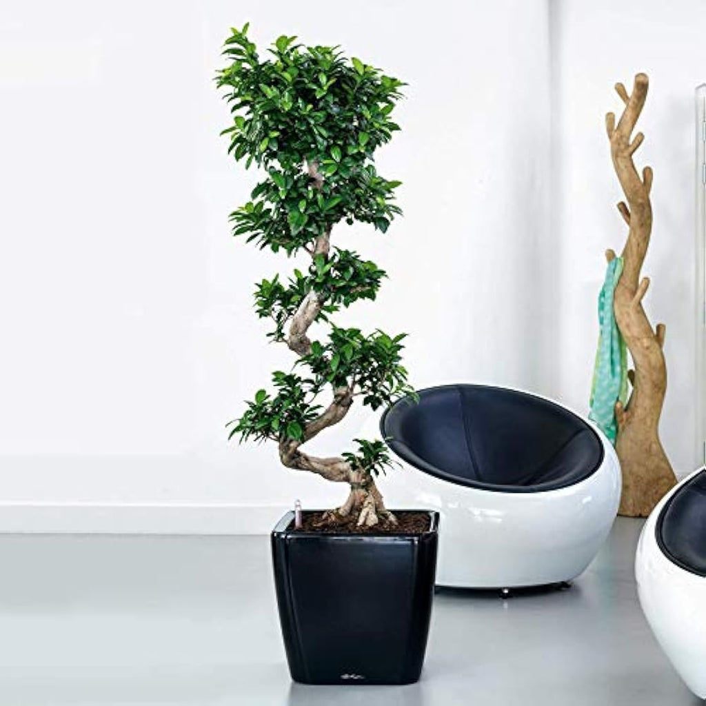 Lechuza Quadro Premium LS 43 Self-Watering Planter – Scarlet Red High Gloss