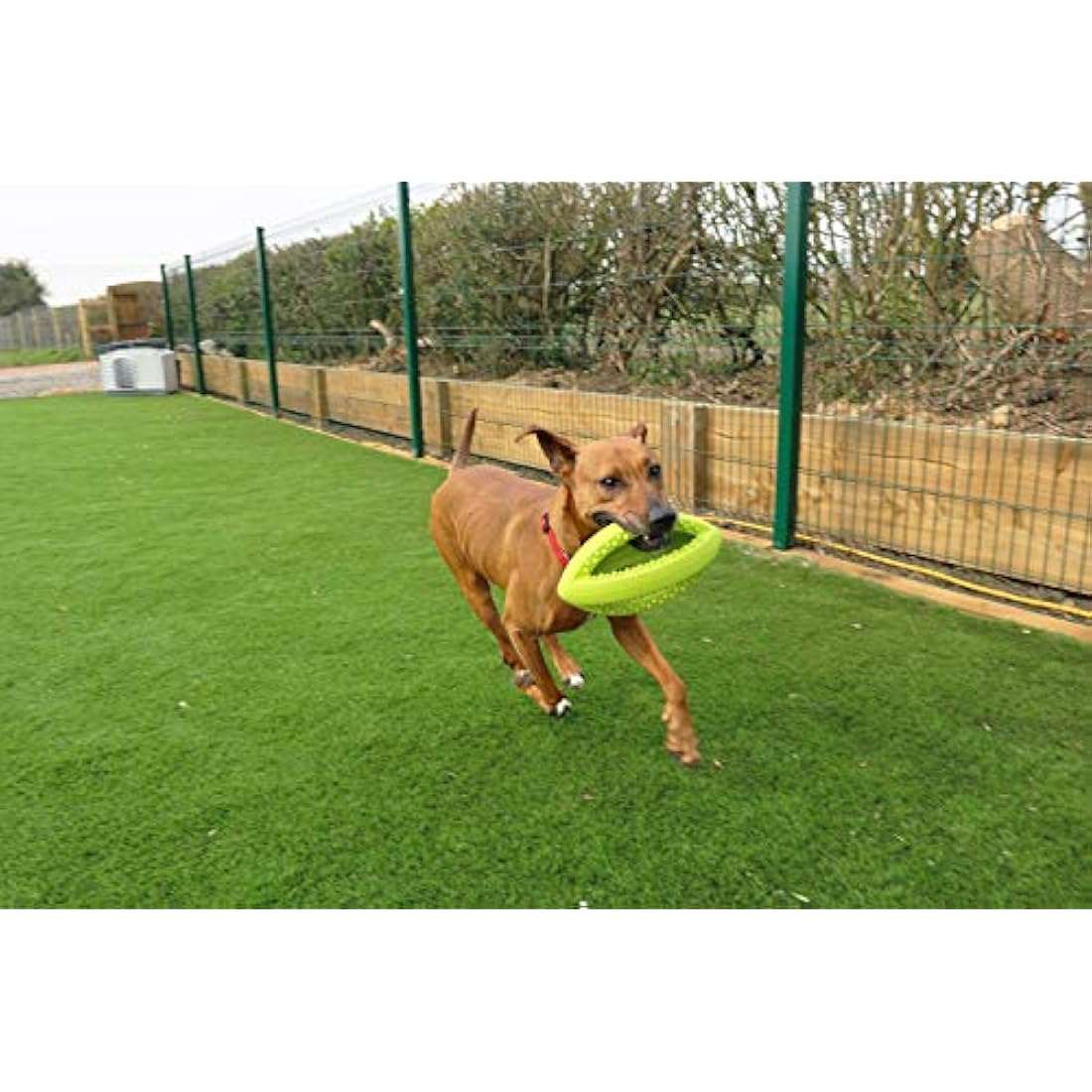 Grubber Rugby Ball Dog Toy – Durable Interactive Fetch Toy