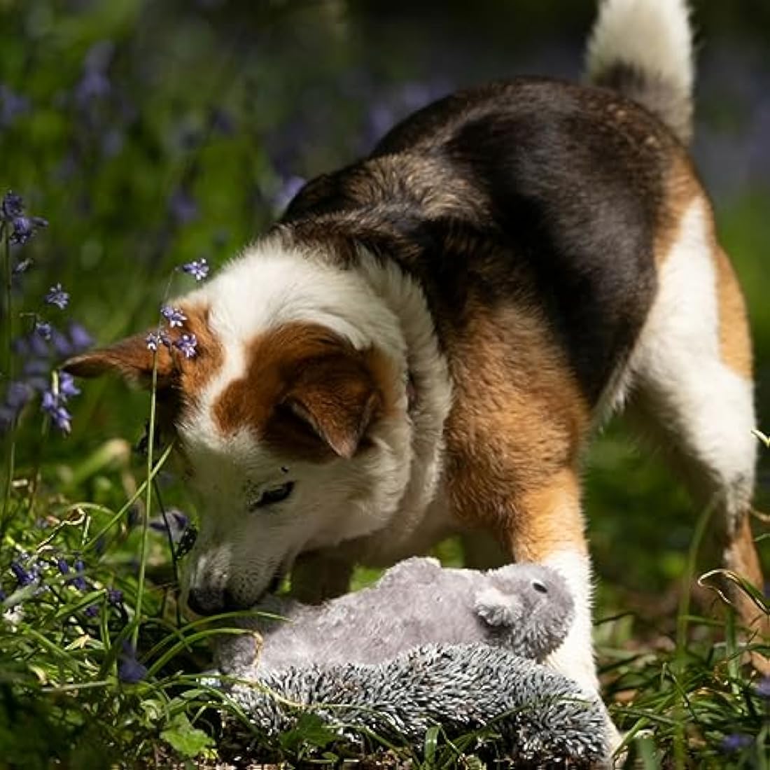 Petface Cyril Squirrel Plush Dog Toy – Squeaky Interactive Pet Toy