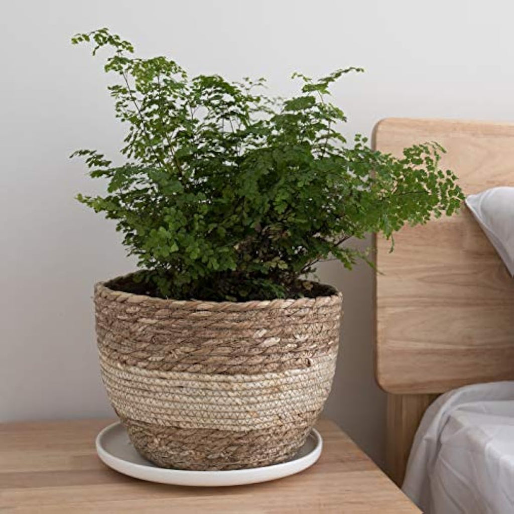 La Jolíe Muse Seagrass Planter Basket - Handwoven Indoor Pots, 3-Pack