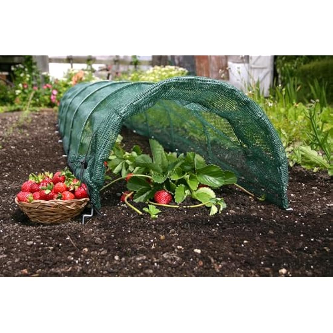 Haxnicks Giant Easy Net Tunnel – Large Plant Protection – 3m x 60cm
