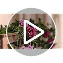Veryhome 3PCS Artificial Purple Rose Flower Garland | 7.9FT Silk Floral Vines