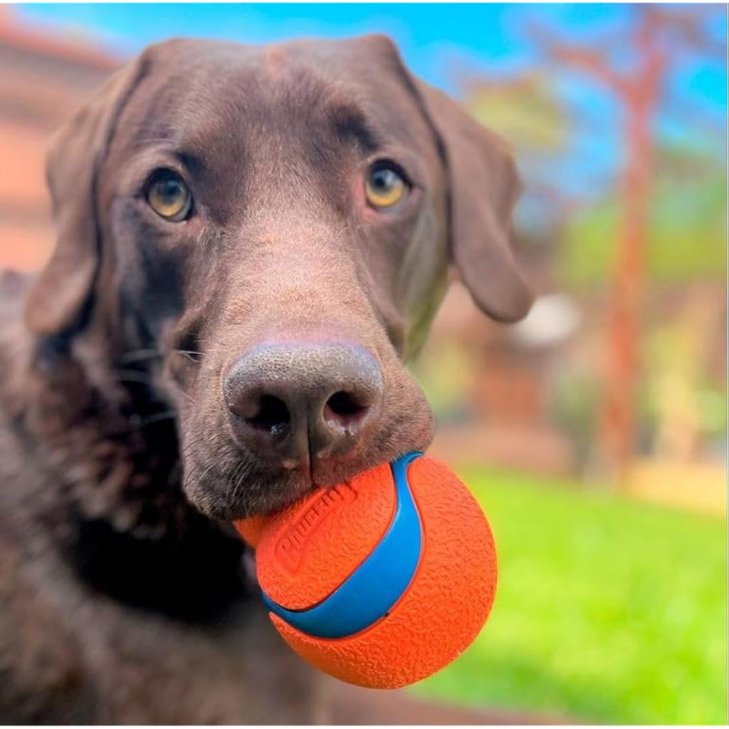 Chuckit! Ultra Tumbler Dog Toy – Durable Rubber Erratic Bounce Ball