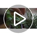 Herbal Age Herb Garden Kit - 12 Culinary Varieties & 8700+ Seeds