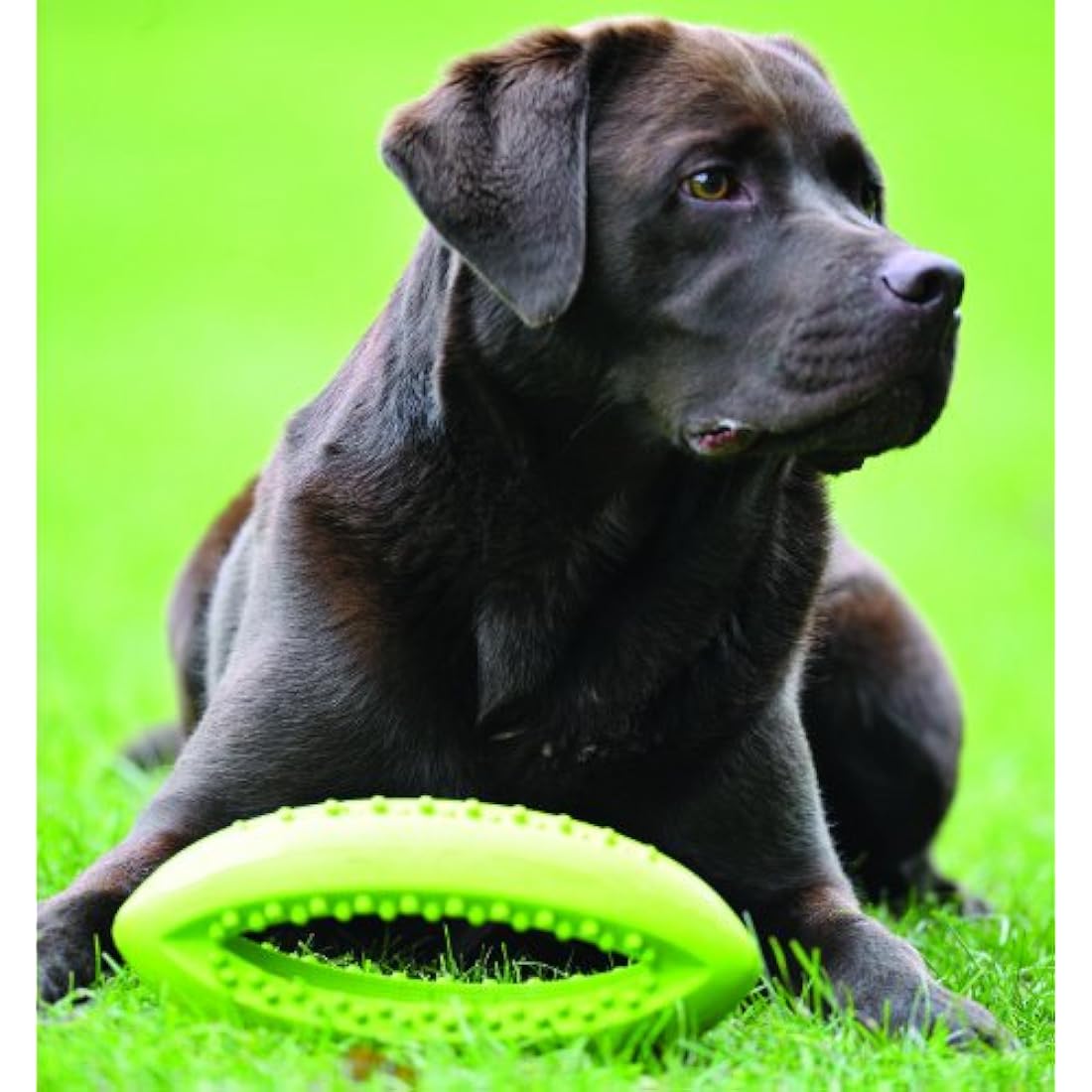 Grubber Rugby Ball Dog Toy – Durable Interactive Fetch Toy