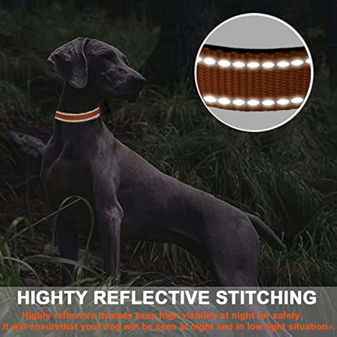 Reflective Nylon Dog Collar – Padded & Adjustable, Orange, Medium