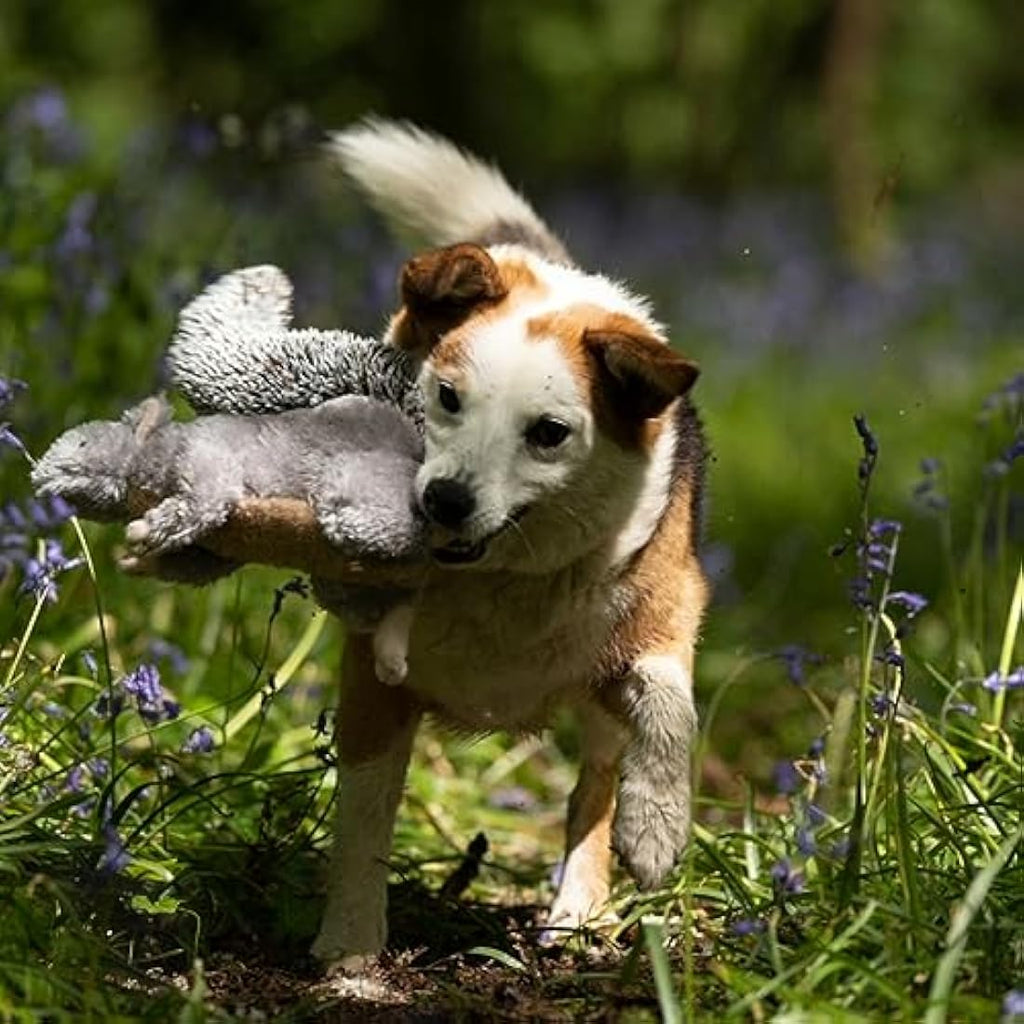 Petface Cyril Squirrel Plush Dog Toy – Squeaky Interactive Pet Toy