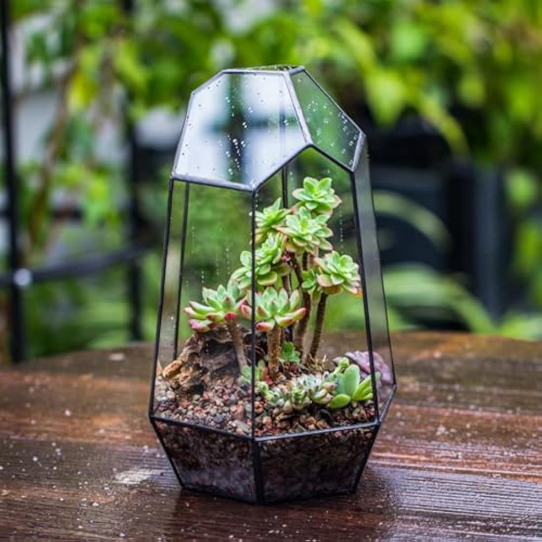 NCYP Geometric Glass Terrarium – Irregular Succulent Planter, Black