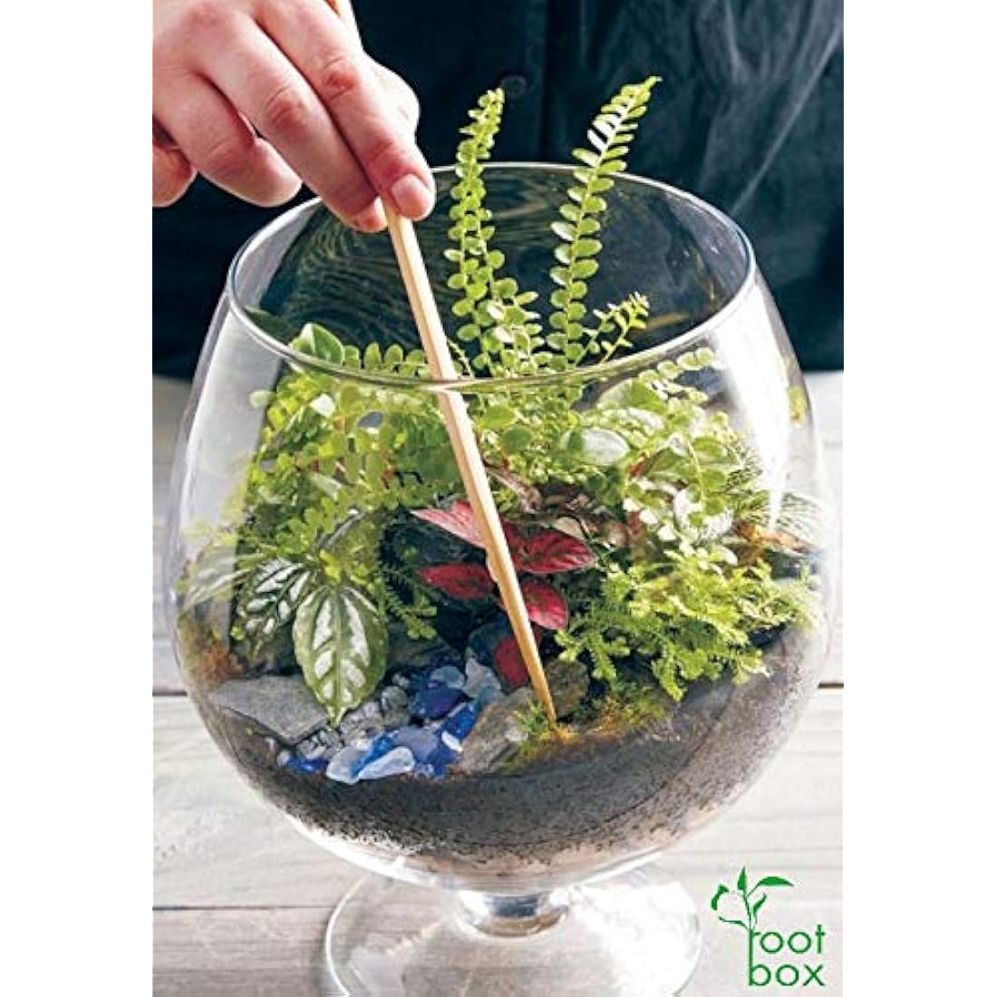 DIY Succulent Terrarium Kit – Large Indoor Plant Gift Box