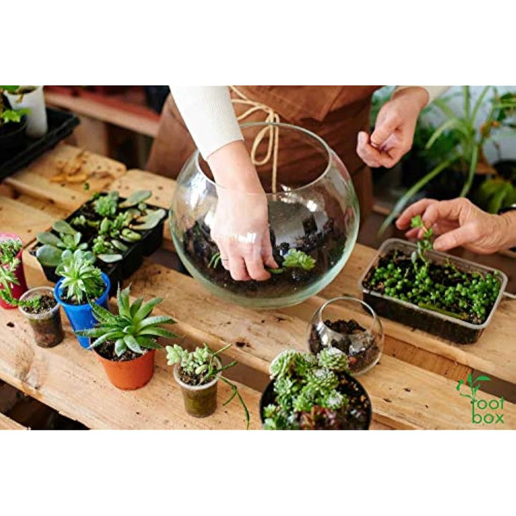 DIY Succulent Terrarium Kit – Large Indoor Plant Gift Box