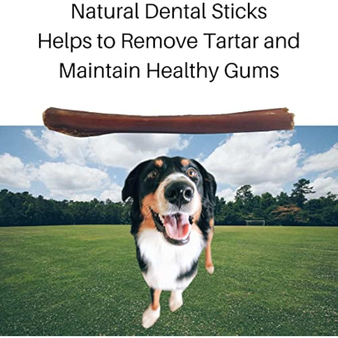 Britten & James 20 Thin Bully Sticks – Natural Beef Pizzle Dog Chews (12cm)