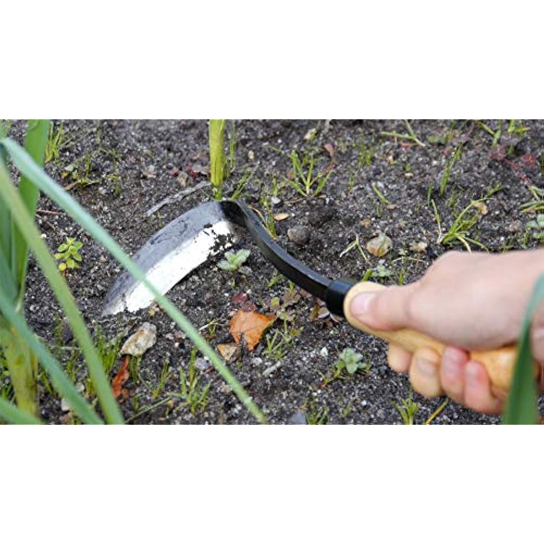 Burgon and Ball Razor Hoe – Right Handed Garden Weeding Hand Tool