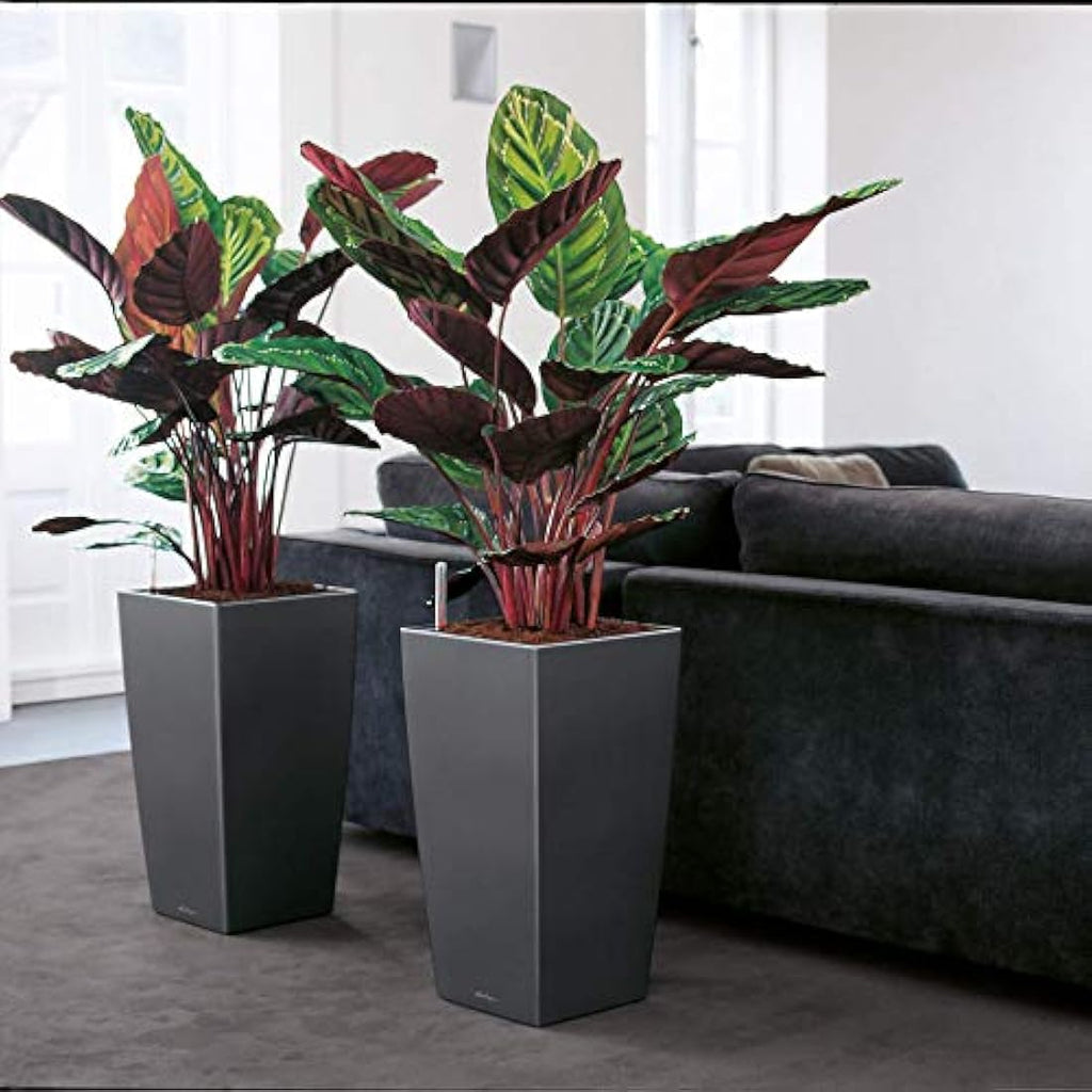 Lechuza Cubico Premium 40 Self-Watering Planter - Scarlet Red Gloss