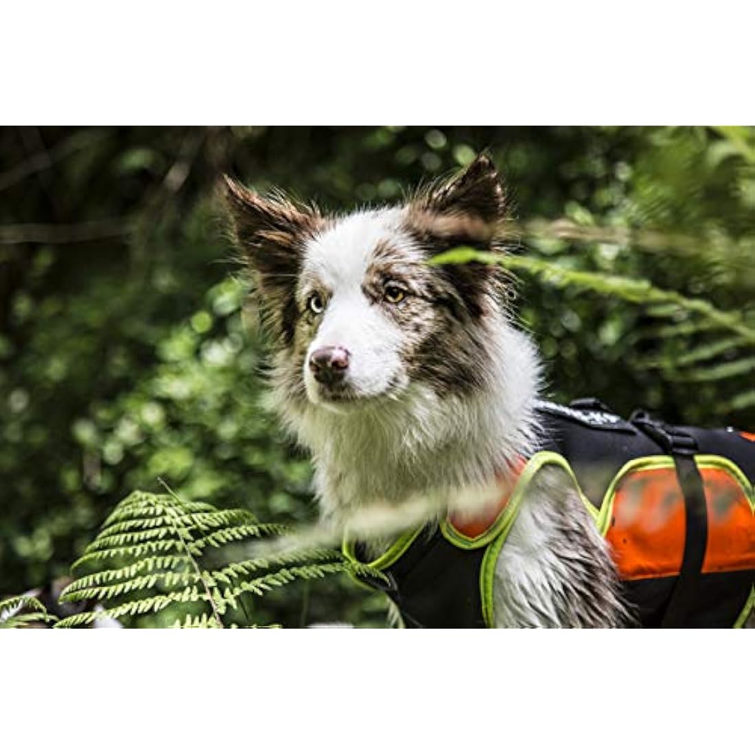 Julius-K9 IDC 3-in-1 Dog Vest | Swimming & Rehabilitation Harness - Size M