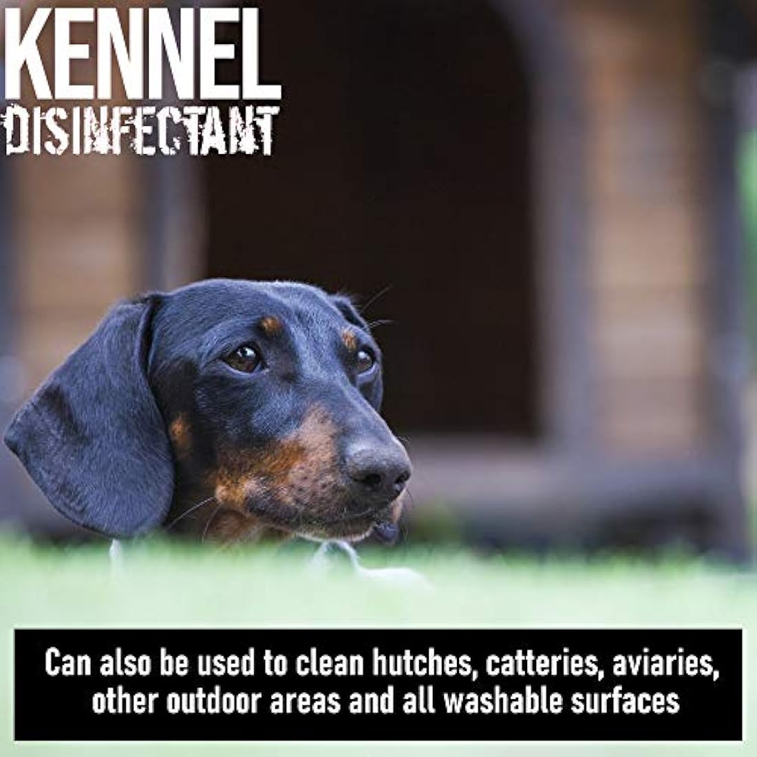Jolof Store ULTIMA-PLUS XP Kennel Kleen Lavender Disinfectant - 5L