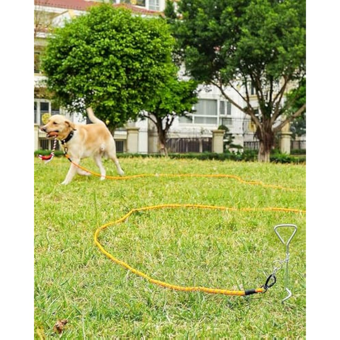 Long Dog Training Lead – Padded Handle Recall Leash, Orange, 5M