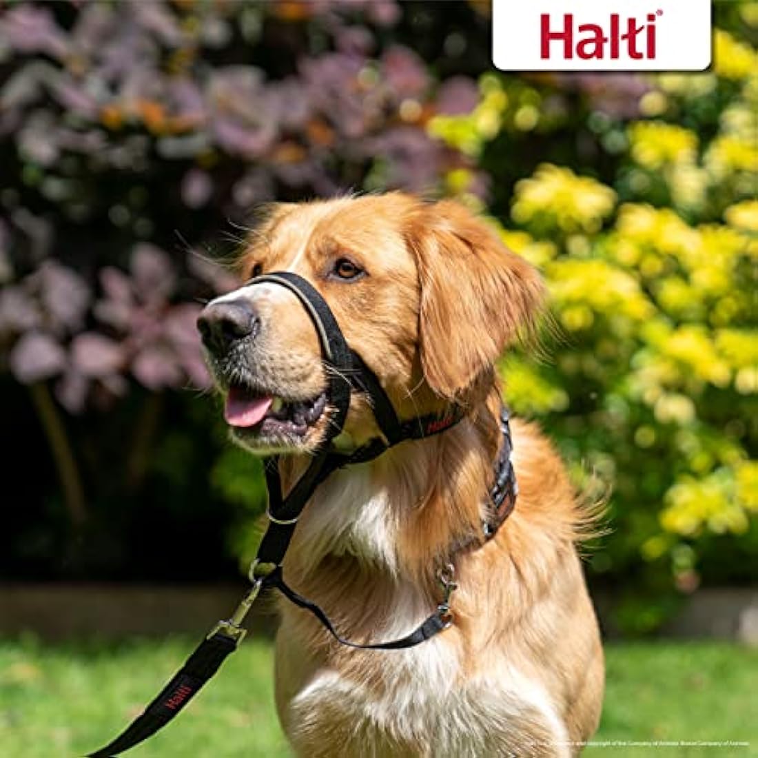Halti Headcollar - Anti-Pull Dog Training Harness, Padded & Reflective, Black