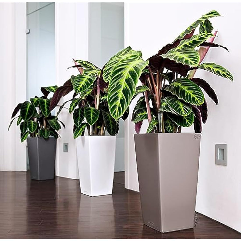 Lechuza CUBICO Color 40 Self-Watering Planter | Large Nutmeg Pot
