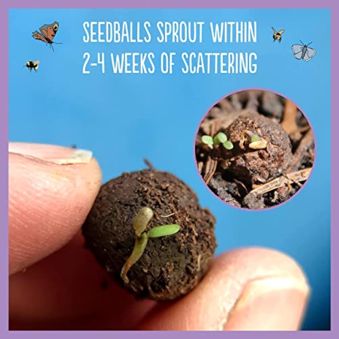 Seedball Butterfly Mix Wildflower Seed Bombs - 20 Pack Eco-Friendly Tin