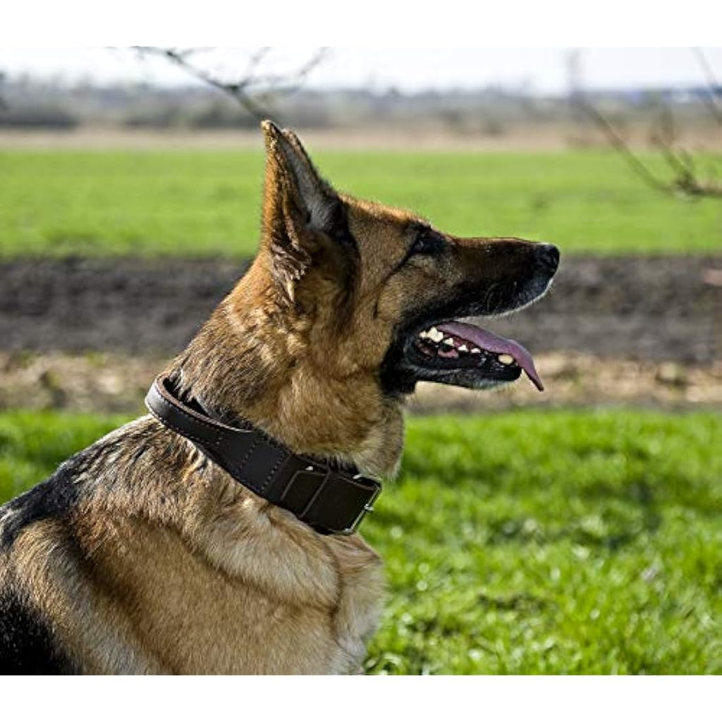 Dingo Brown Leather Dog Collar with Handle for Guard Shepherds