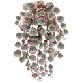 Hollyone Artificial String of Hearts Potted Plants – Faux Trailing Greenery