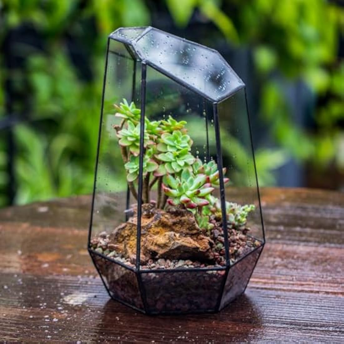 NCYP Geometric Glass Terrarium – Irregular Succulent Planter, Black