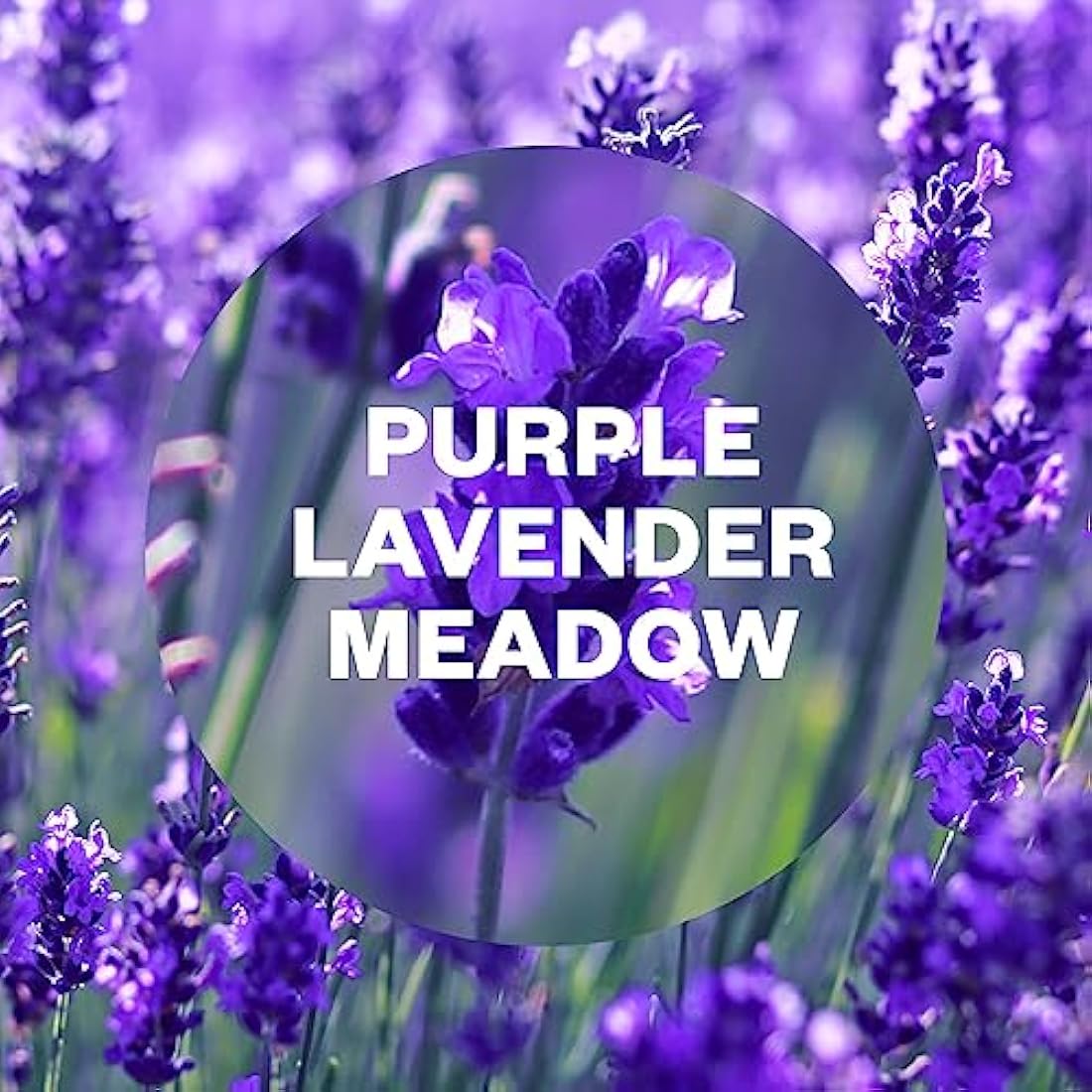 Air Wick Freshmatic Auto Spray Refill - Lavender Meadow 250ml - 4 Pack