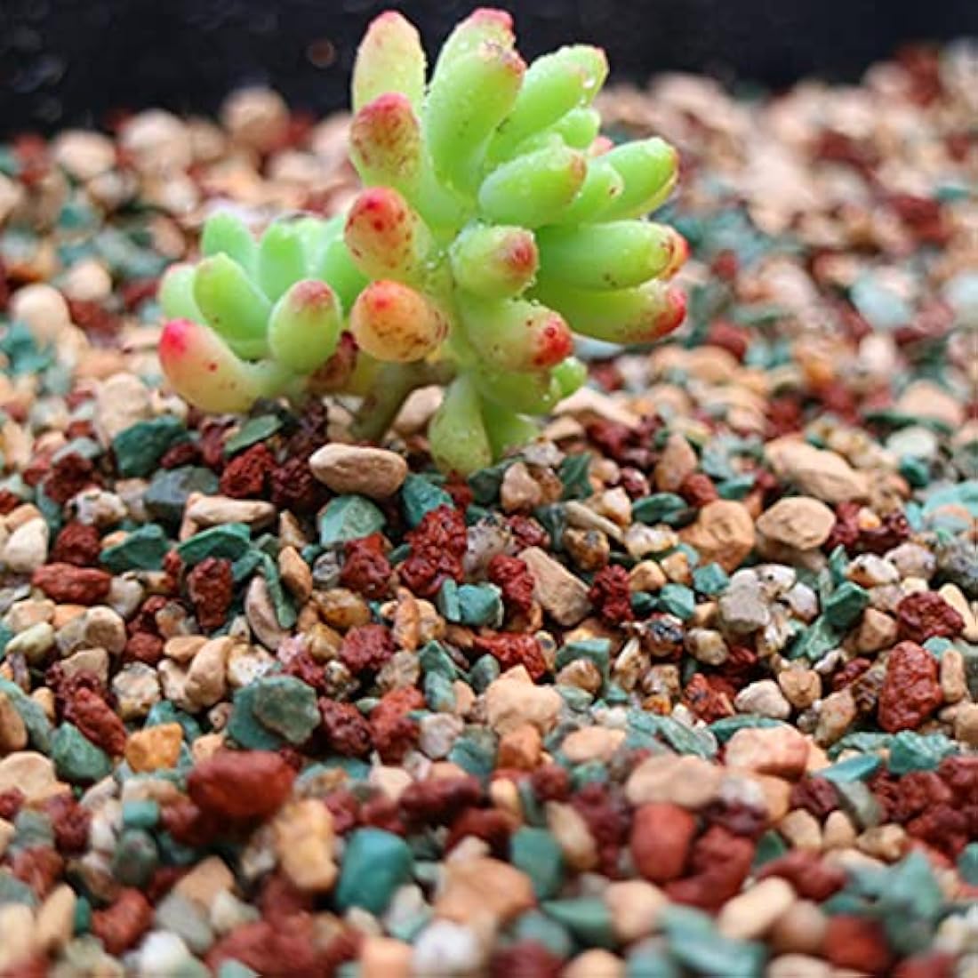 YUNSTK Colorful Lava Rock – 2lb Natural Volcanic Stone for Succulents