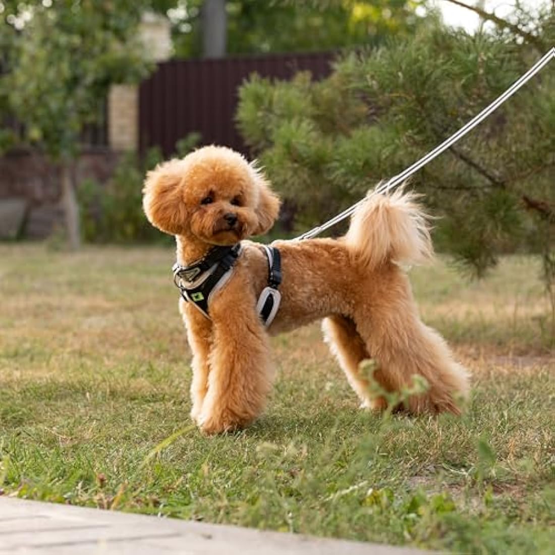 Ferplast Ergocomfort Small Dog Harness | Padded Nylon & Quick Release