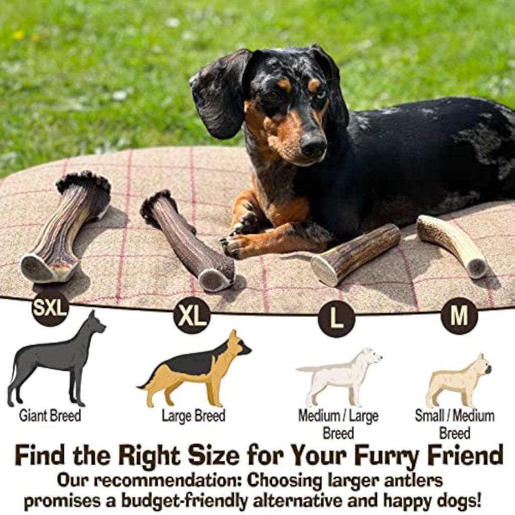 Jolof Store Antler Dog Chew – Super Extra Large Natural Deer Antler