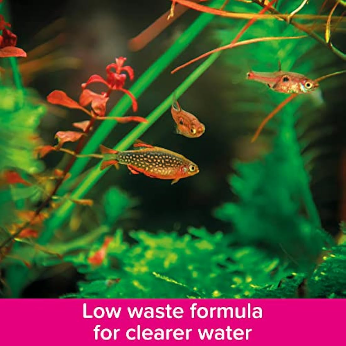 King British Tropical Fish Flake Food with Immuno Health Booster – 28g