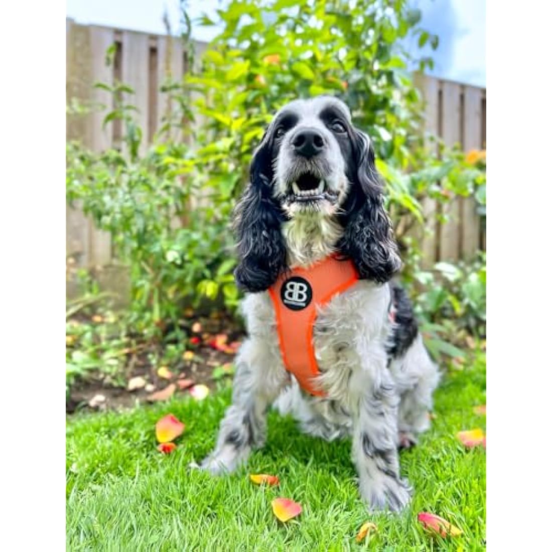 BullyBillows Active Light Dog Harness | Reflective Padded Nylon – Orange
