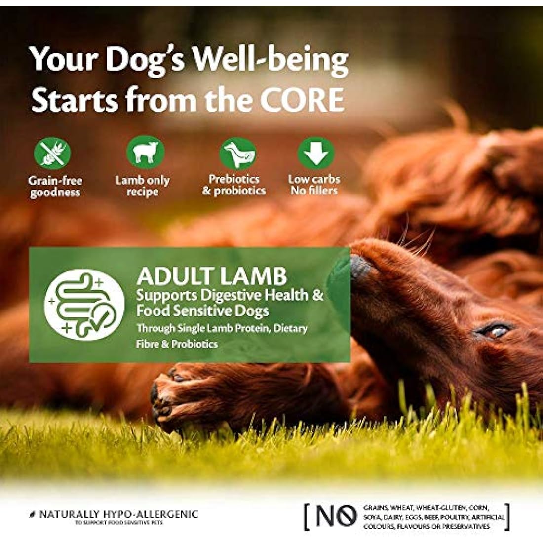 Wellness CORE Grain-Free Lamb Dry Dog Food - High Protein, 10kg