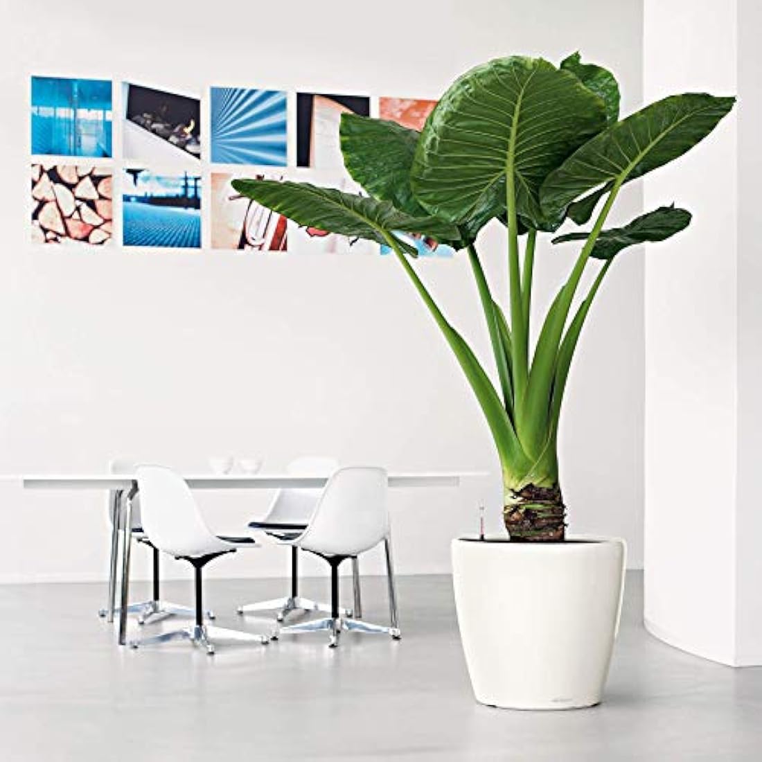 LECHUZA CLASSICO Premium LS 50 Planter - Anthracite Metallic Pot